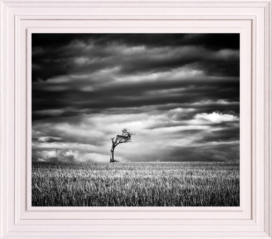 RIHANNA TREE FRAMED PRINT – WHITE FRAME | House of Irish Art