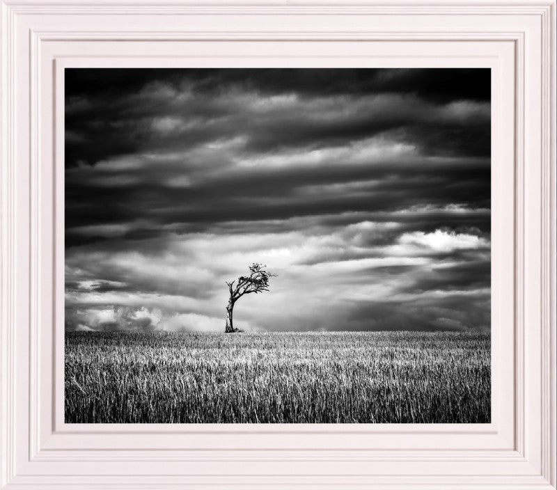 RIHANNA TREE FRAMED PRINT – WHITE FRAME | House of Irish Art