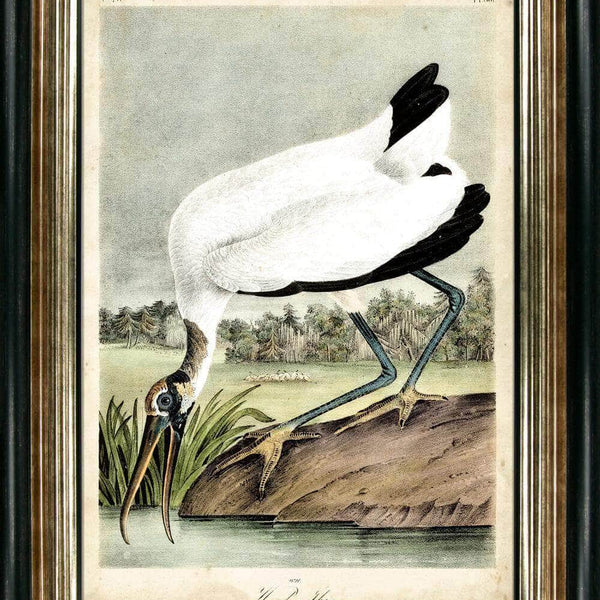 Wood Ibis
