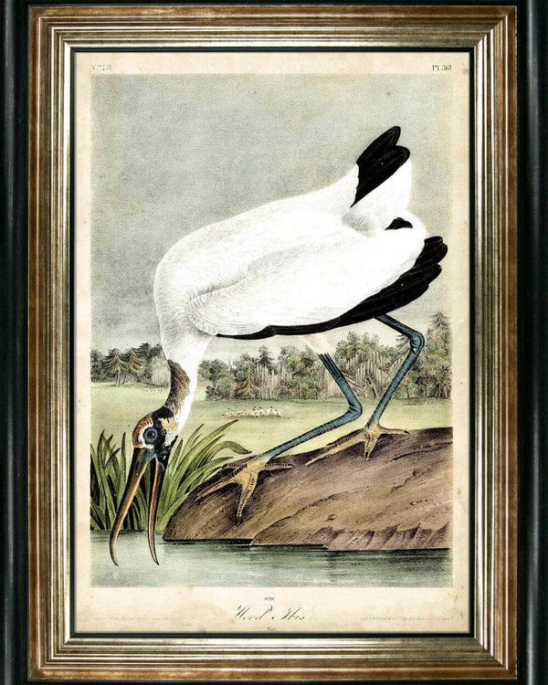 Wood Ibis