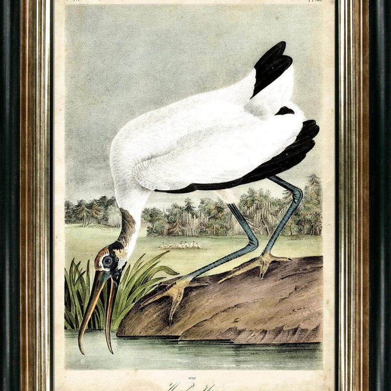 Wood Ibis