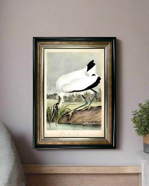 Wood Ibis