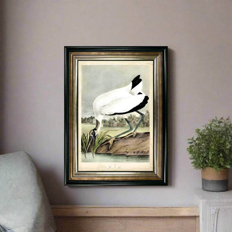 Wood Ibis